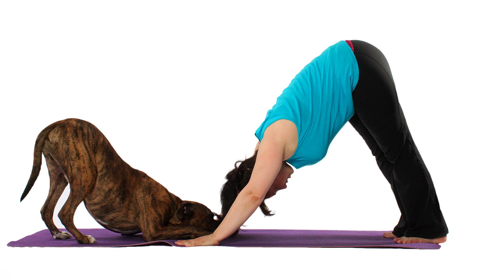 downward dog pose in yoga