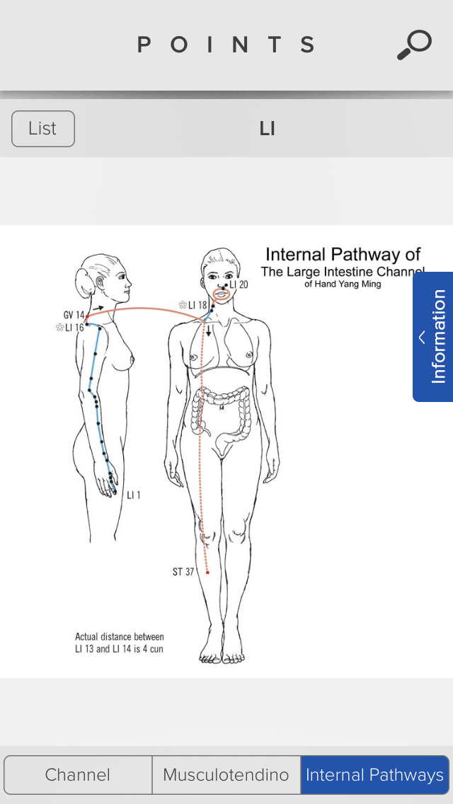 internal pathways of large intestine meridia