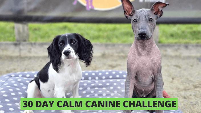 Calm Canine Challenge