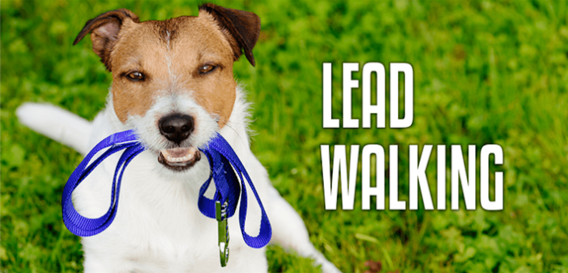 Lead Walking Course