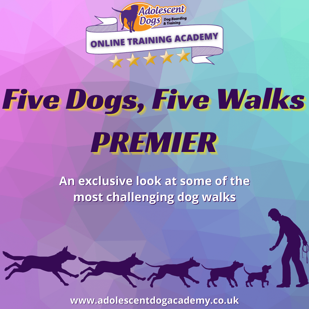 Five dogs, five walks