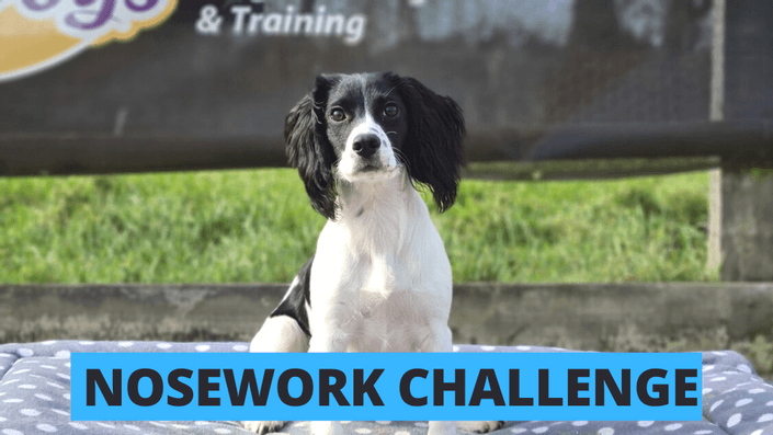 Nosework Challenge Course