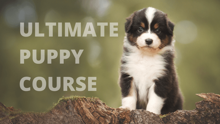 Ultimate Puppy Course