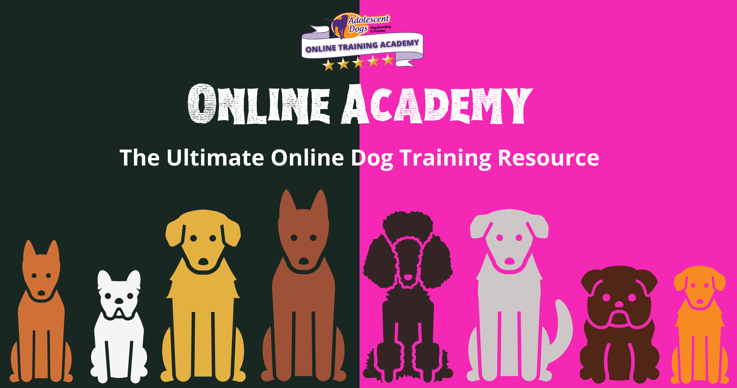 Adolescent Dogs Training Academy