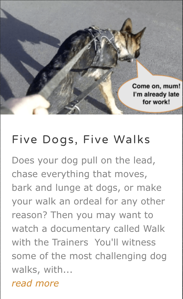 Five Dogs Five Walks