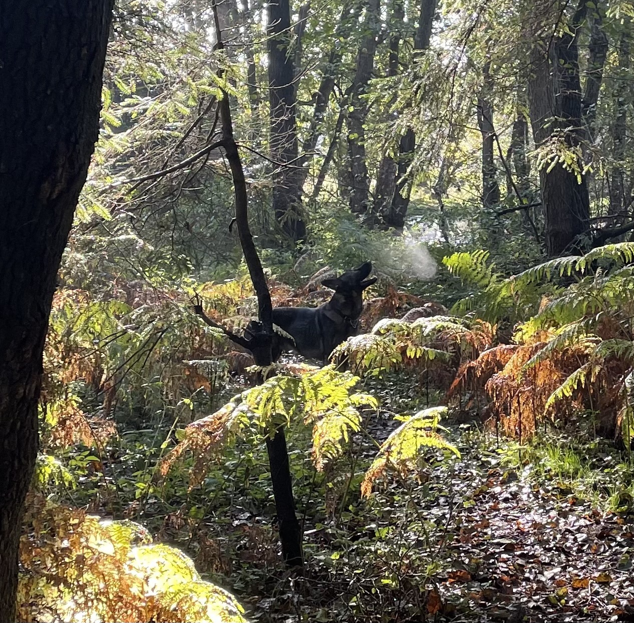 German shepherd in an autumn forest